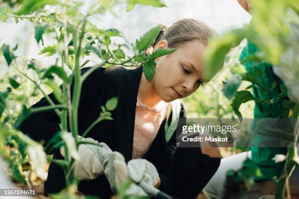 daughter with mother looking at plants in greenhouse - responsibility stock-fotos und bilder