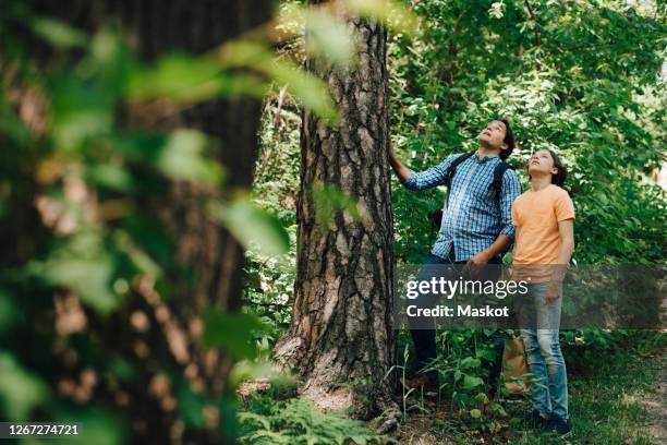 father and son looking up while talking near tree trunk - summer school stockfoto's en -beelden