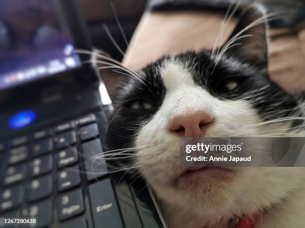 Cat Computer Sleep 231 Cat Sleeping On Laptop Stock Photos, High-Res Pictures, and Images ...