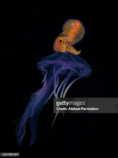 male paper nautilus riding a jellyfish - symbiotic relationship stock pictures, royalty-free photos & images