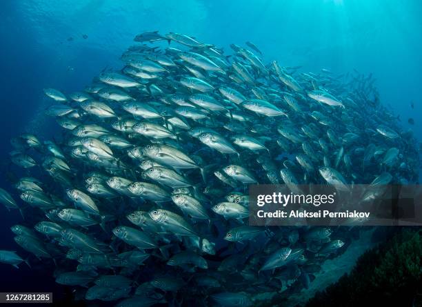 school of jacks - bigeye trevally - trevally jack stock pictures, royalty-free photos & images