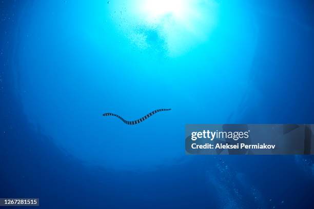 banded sea snake in the blue water against the sunburst - sunbeam snake stock pictures, royalty-free photos & images