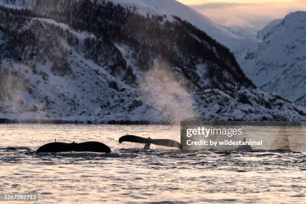 humpback whale tail flukes, northern norway near skjervoy. - norway stock pictures, royalty-free photos & images