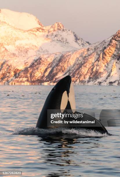 spy hopping male killer whale at sunrise, kvaenangen fjord, norway. - aquatic mammal stock pictures, royalty-free photos & images