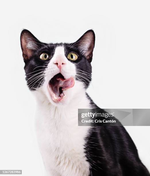 black and white cat licking his face on white background - cat tongue stock pictures, royalty-free photos & images