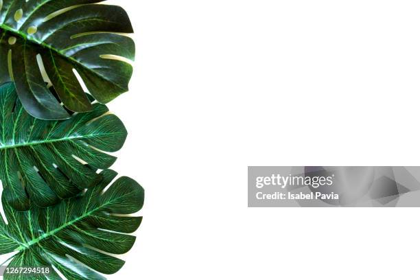 green leaves on white. flat lay - tropical tree leaves stock pictures, royalty-free photos & images