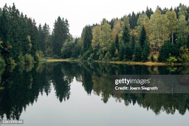 see im wald - temperate forest stock-fotos und bilder