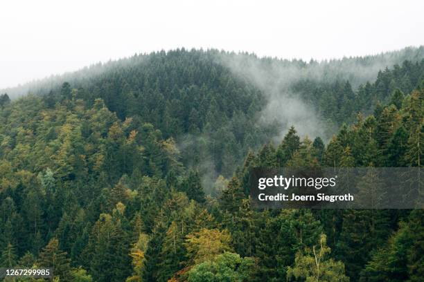 stimmungsvoller wald im harz - temperate forest stock-fotos und bilder