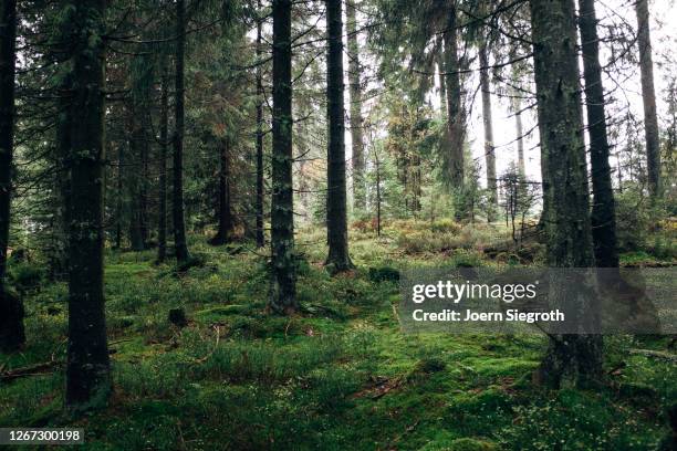 stimmungsvoller wald im harz - temperate forest stock-fotos und bilder