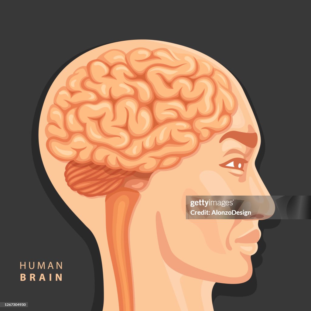 Human Brain