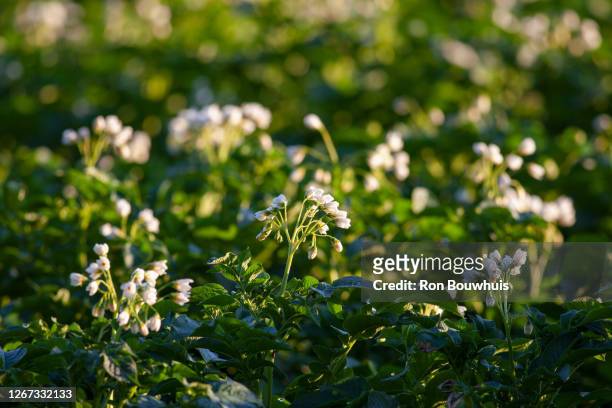 potato plants - kartoffelblüte nahaufnahme stock-fotos und bilder
