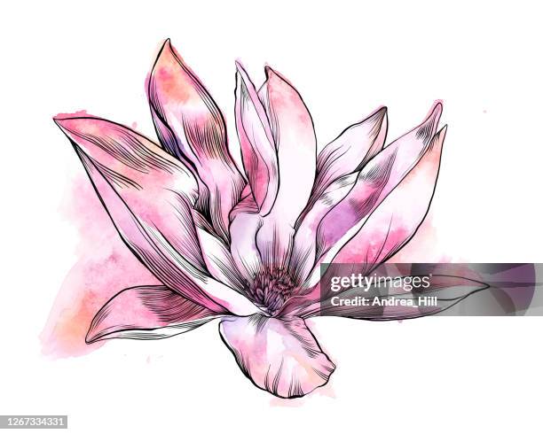 magnolia flower watercolor and ink drawing. vector eps10 illustration - ink wash painting stock illustrations