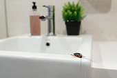 Cockroach in the bathroom on the sink. The problem with insects.