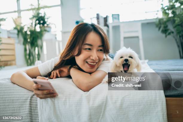 mujer asiática en casa con cachorro - maltese dog fotografías e imágenes de stock