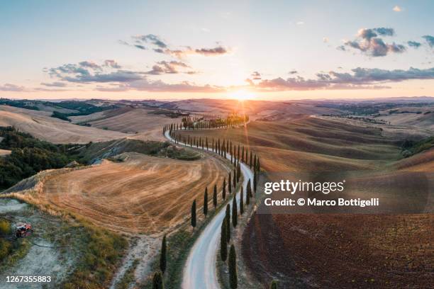 road among cypress trees, tuscany, italy - italian cypress - fotografias e filmes do acervo