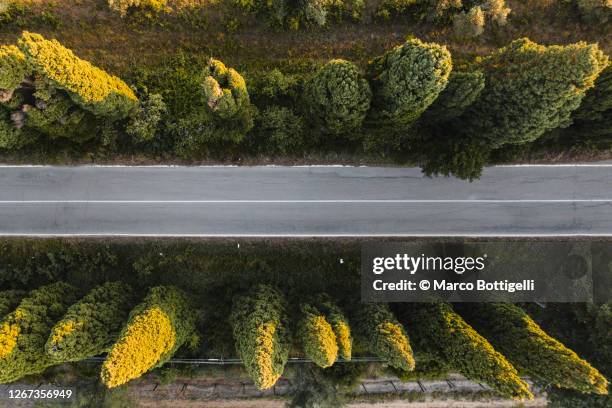 overhead view of road among cypress trees. tuscany, italy. - city street above aerial stock pictures, royalty-free photos & images