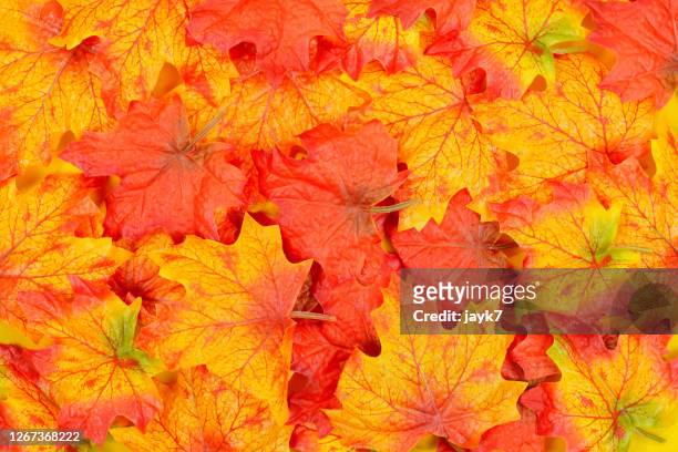 autumn leaves - leaf pattern stock-fotos und bilder