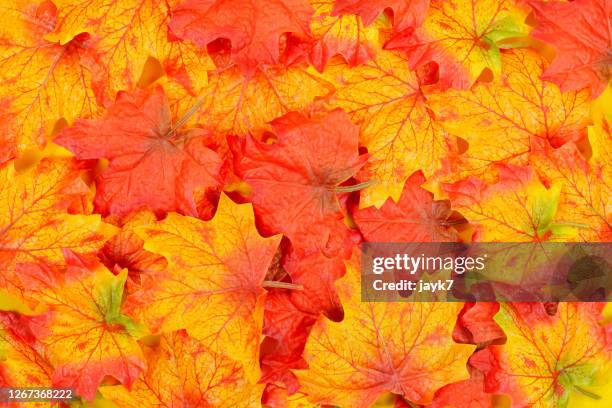 autumn leaves - foliate pattern 個照片及圖片檔