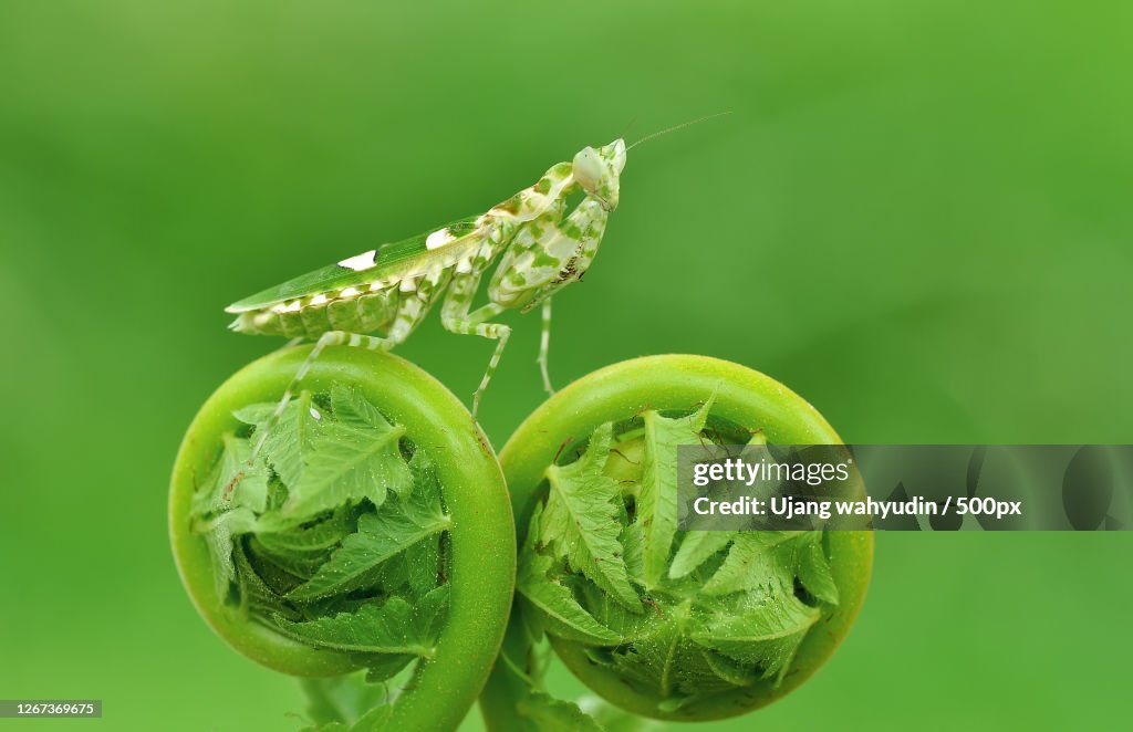 Close Up Of A Mantis Perching On A Leaf
