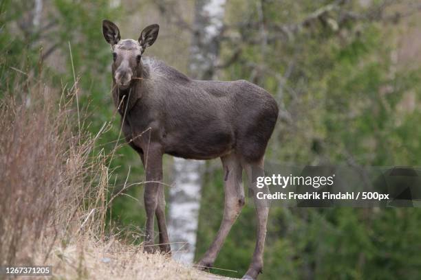 moose standing in grass in a forest - vild stock pictures, royalty-free photos & images