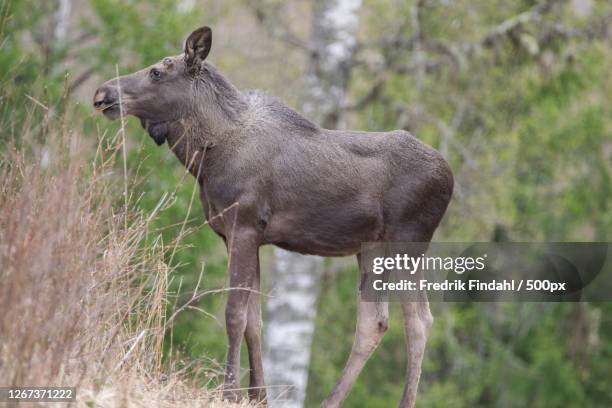 moose standing in grass in a forest - däggdjur fotografías e imágenes de stock