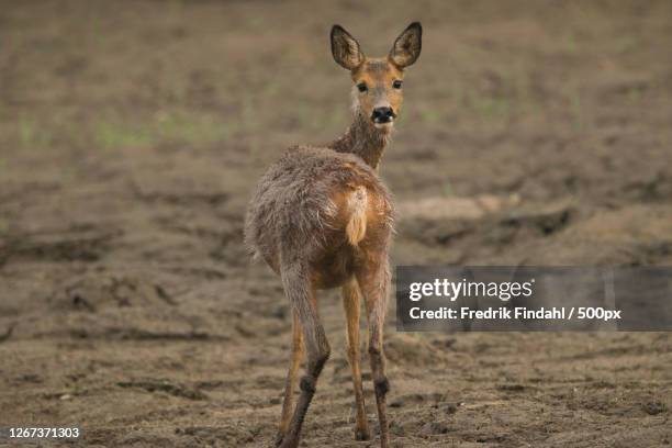 roe deer standing in grass - vild stock pictures, royalty-free photos & images