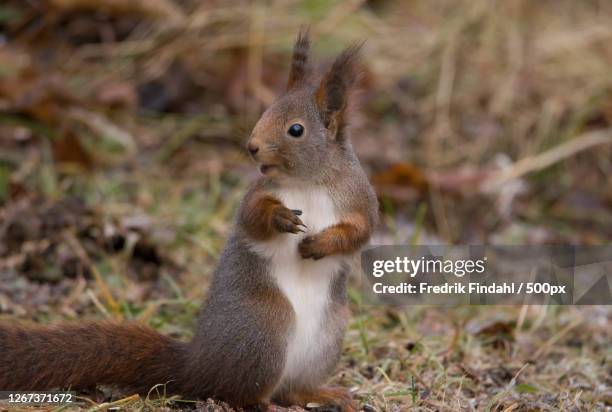 squirrel standing on the grass - däggdjur stock pictures, royalty-free photos & images