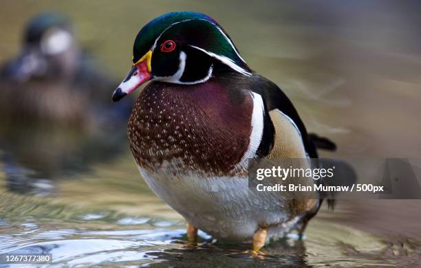 wood duck aix sponsa standing in water, williamsburg, virginia, united states - williamsburg virginia stockfoto's en -beelden