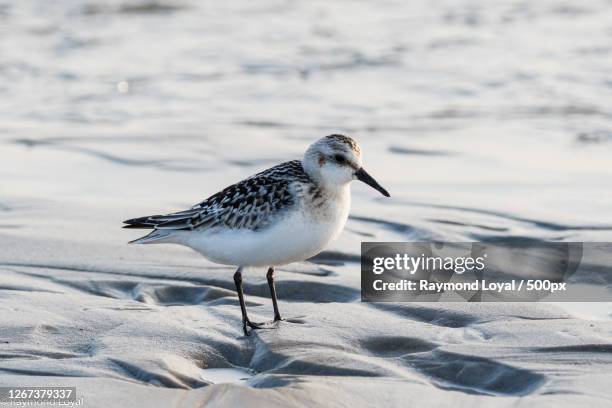 close up of sanderling, sankt peter-ording, germany - st peter ording stock pictures, royalty-free photos & images