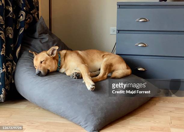 let sleeping dog lie - sleeping dog stock pictures, royalty-free photos & images