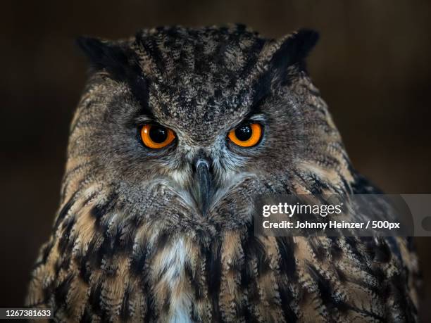 close-up of great horned owl bubo virginianus, lffingen, germany - great horned owl stock pictures, royalty-free photos & images