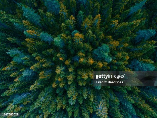 trees seen from above - treetop stock pictures, royalty-free photos & images