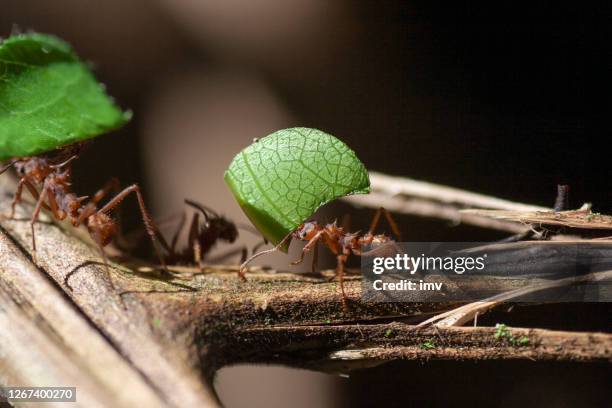 atta ant in costa rica - hymenopteran insect stock pictures, royalty-free photos & images