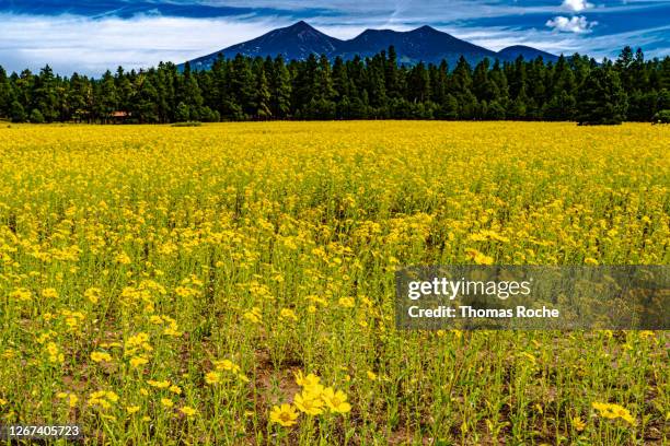 mountains and a field of flowers - flowers flagstaff az stock pictures, royalty-free photos & images
