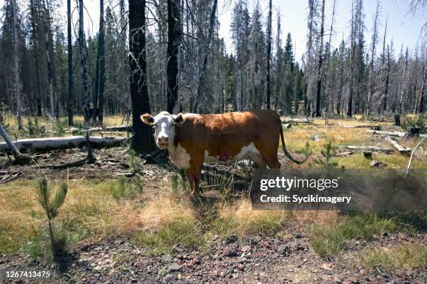 mooing cow in forest - cow mooing stock pictures, royalty-free photos & images