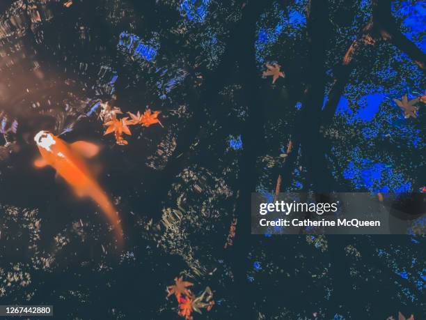 Fish Trees Reflection 39 Koi Fish Silhouette Stock Photos, High-Res Pictures, and Images ...