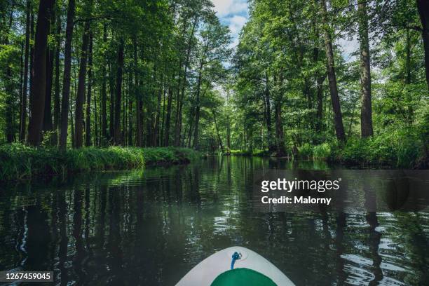 personal perspective of paddle board floating through the forest. - rio spree imagens e fotografias de stock