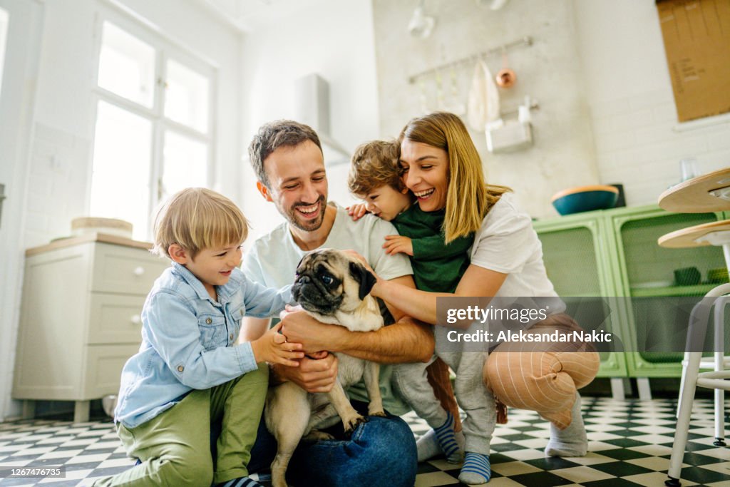 Portrait of our family dog