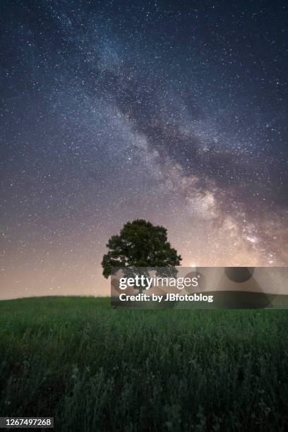 albero isolato con sopra la via lattea - la via lattea stock pictures, royalty-free photos & images