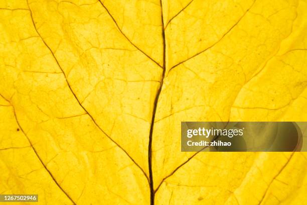 part of dried tobacco leaf - nicotine stock pictures, royalty-free photos & images