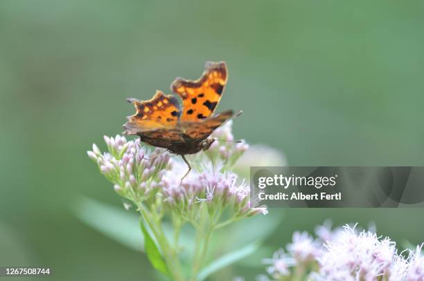 c-falter - comma butterfly stock pictures, royalty-free photos & images