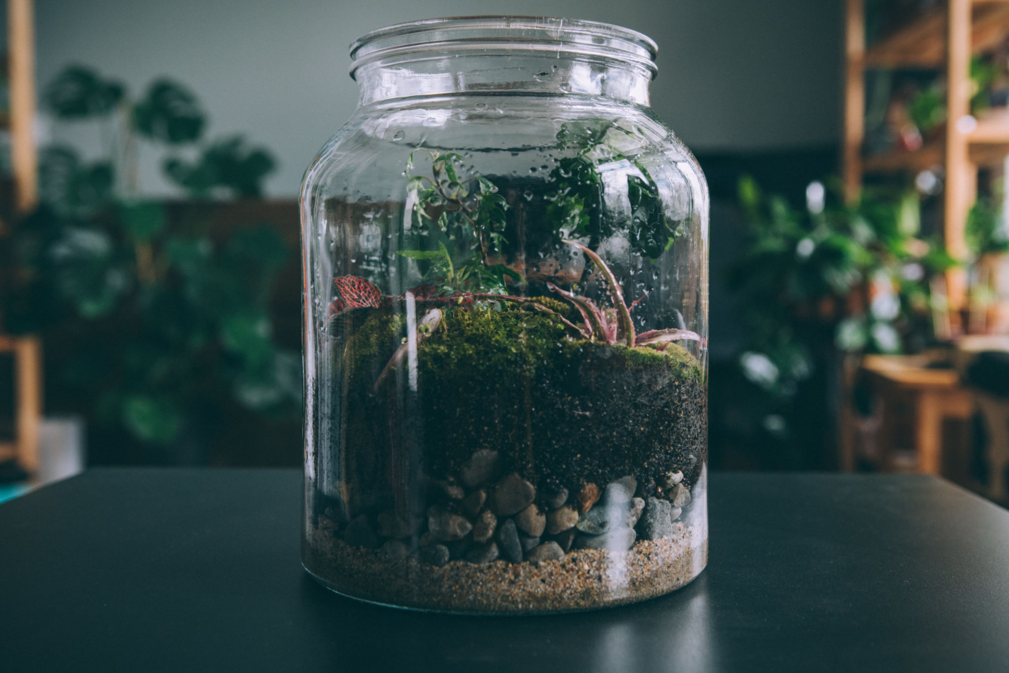 terrarium in glass