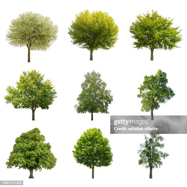 collections green tree isolated on white background. - ast baum hand frühling stock-fotos und bilder