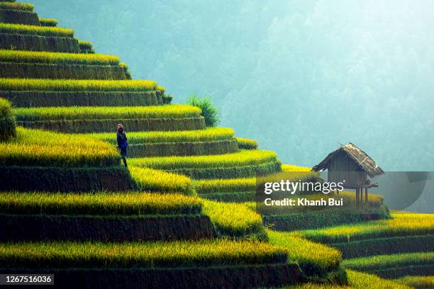 ripe rice terraces field at sa pa, viet nam - sapa stockfoto's en -beelden