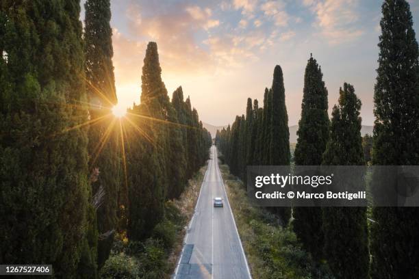 car driving on a straight road among cypress trees, tuscany, italy. aerial view. - italian cypress bildbanksfoton och bilder