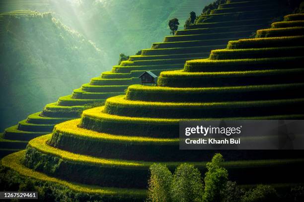 beauty rice terraces in vietnam - paddy field - fotografias e filmes do acervo