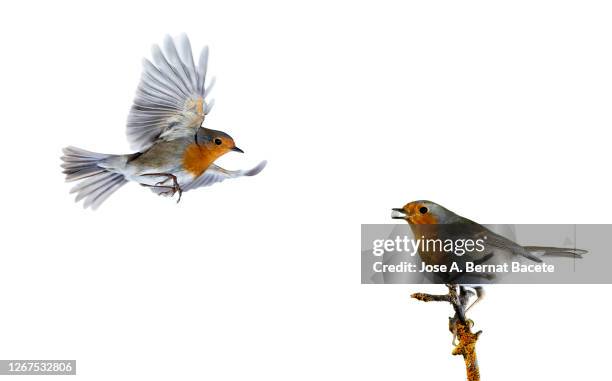close-up of robin (erithacus rubecula), in flight on a white background. - songbird flying stock pictures, royalty-free photos & images