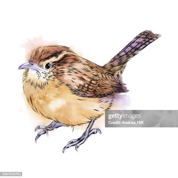 illustrazioni stock, clip art, cartoni animati e icone di tendenza di carolina wren disegnato con penna e inchiostro. illustrazione vettoriale eps10 - passero