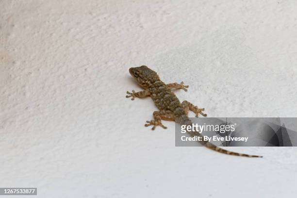 gecko perched on a wall - animal head on wall stock pictures, royalty-free photos & images