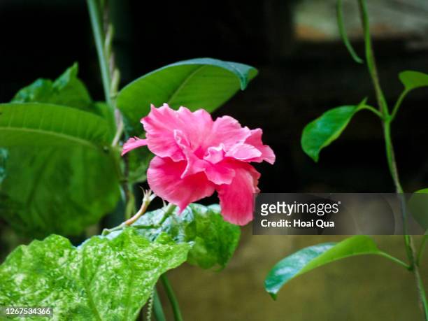 mandevilla splendens flower - mandevilla rosa fotografías e imágenes de stock